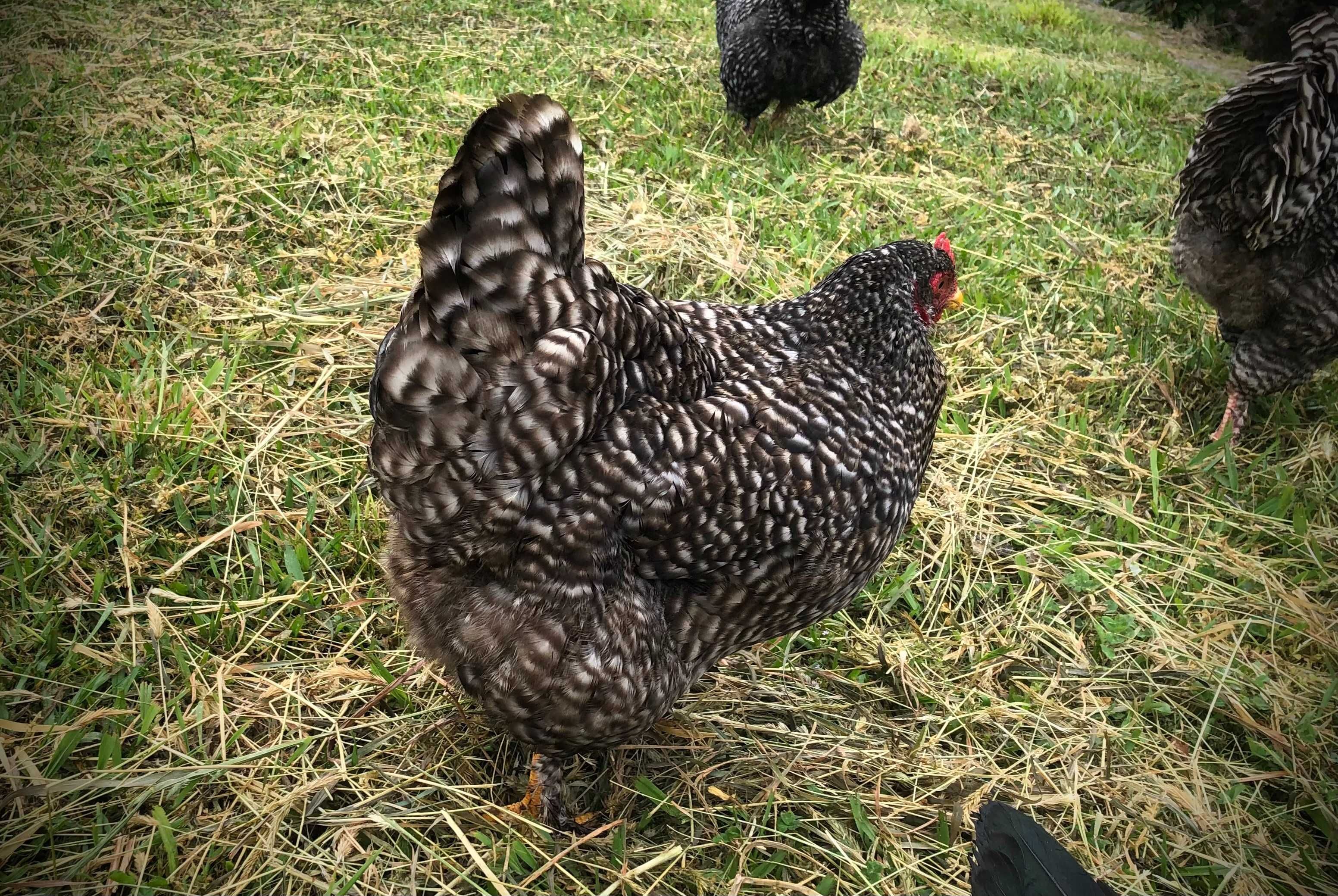 Ovos galados de galinhas Malines