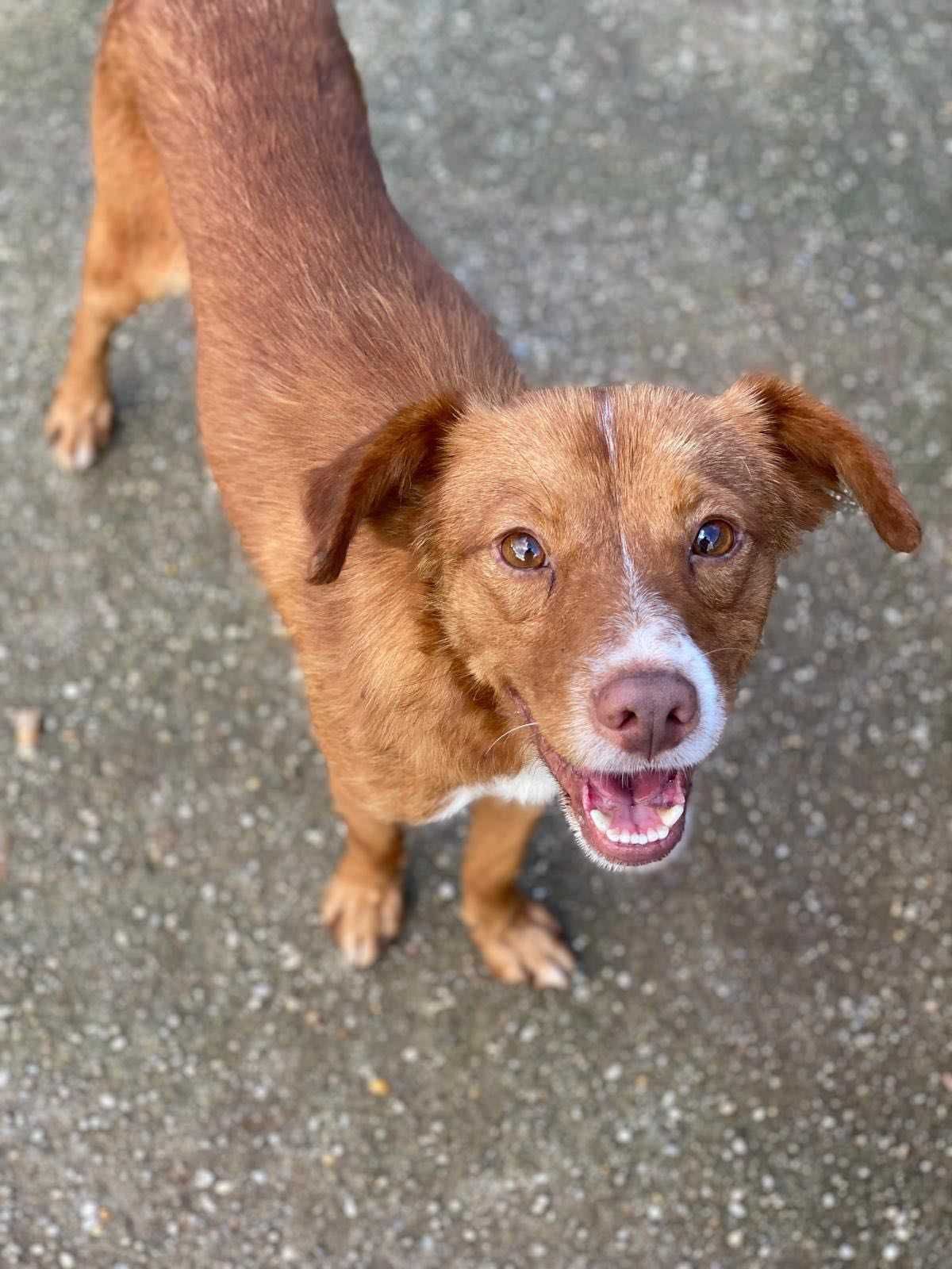Caramelo Cão Para Adoção