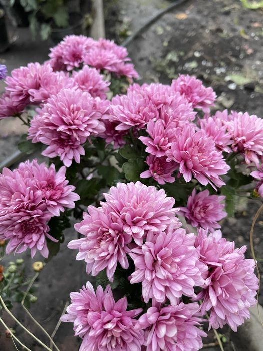 Корейські хризантеми, від 60 до 150 грн