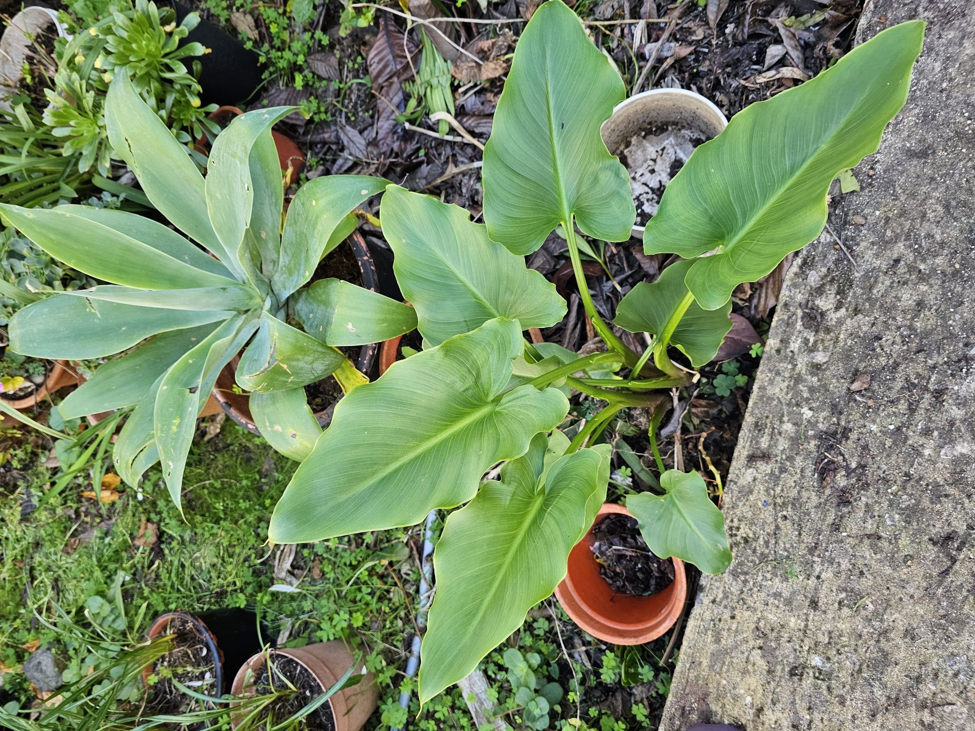 Planta Jarro em vaso
