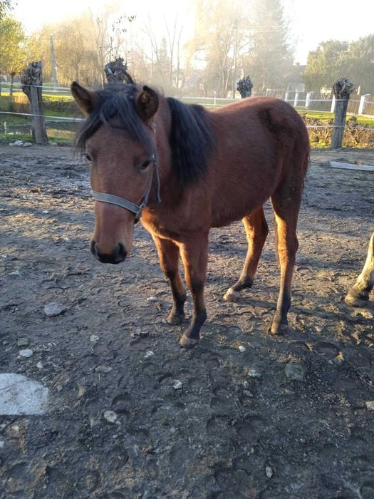 Sprzedam lub zamienię klaczki huculskie