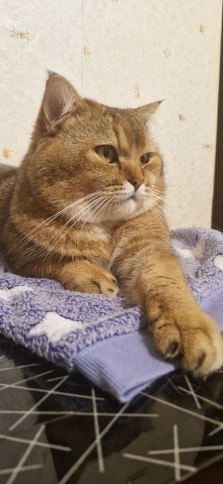 В'язка котів (кіт запрошує на зустріч)