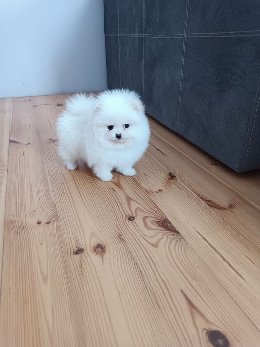 Шпіцулі зі Львова дівчатка!