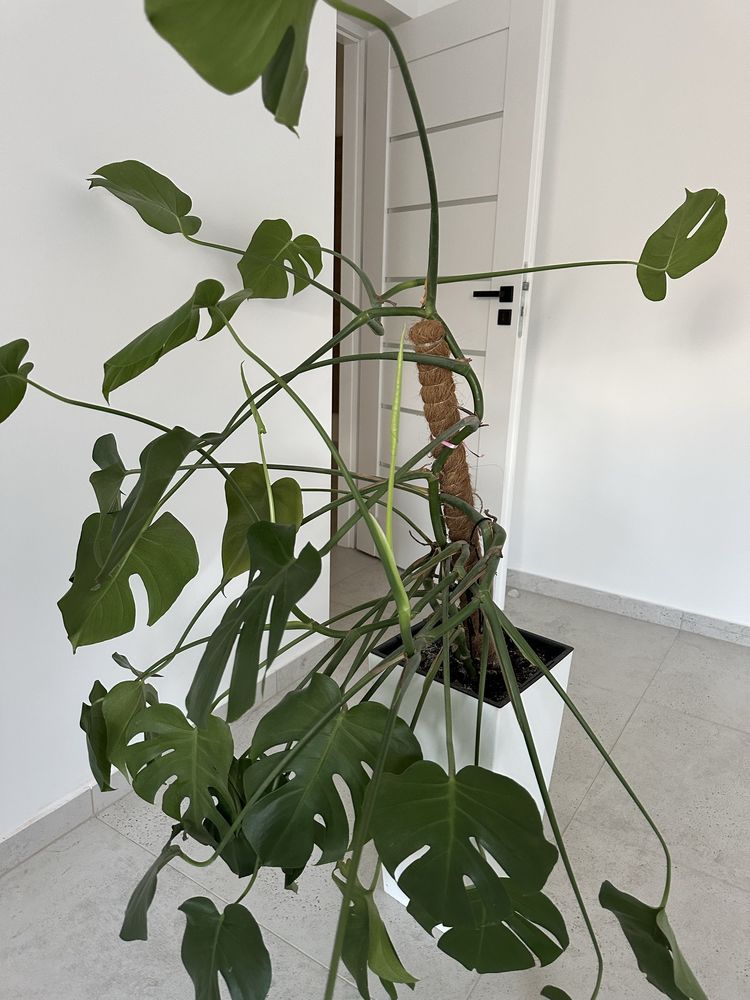Duża monstera + donica