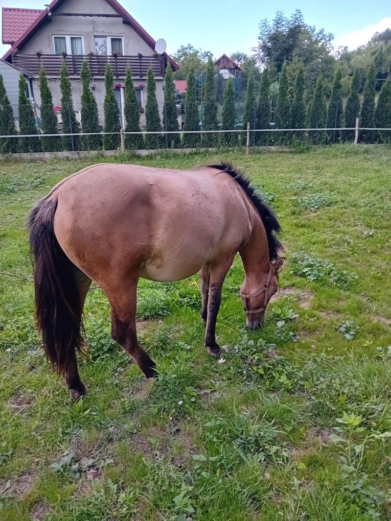 Sprzedam piękna młoda klacz