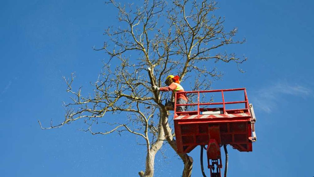 Wycinka drzew alpinistyczna pielęgnacja i czyszczenie ogrodów działek
