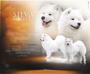 Samoyed szczenię listopad 2025r ZKwP