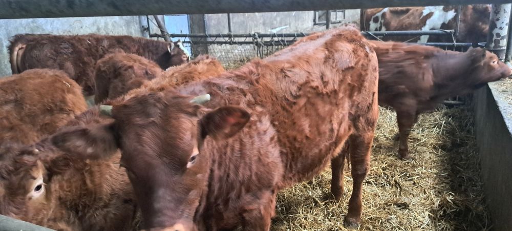 Odsadki limousine hereford byczki jałówka