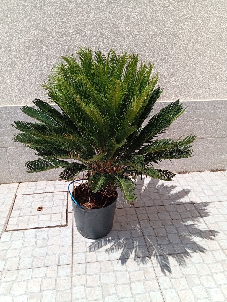 Cyca revoluta, Arbusto/Palmeira