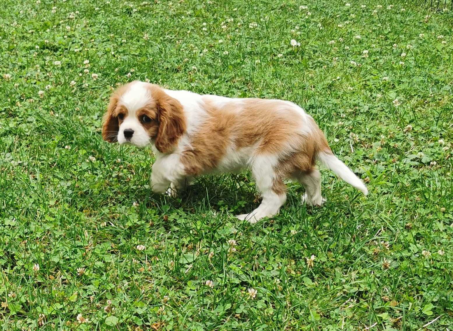 Cudowna dziewczynka rasy CAVALIER !  Gotowa do odbioru !