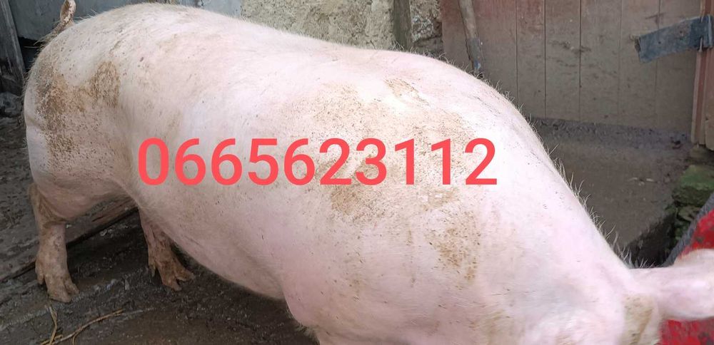 Продам свиню, живою або битою вагою.