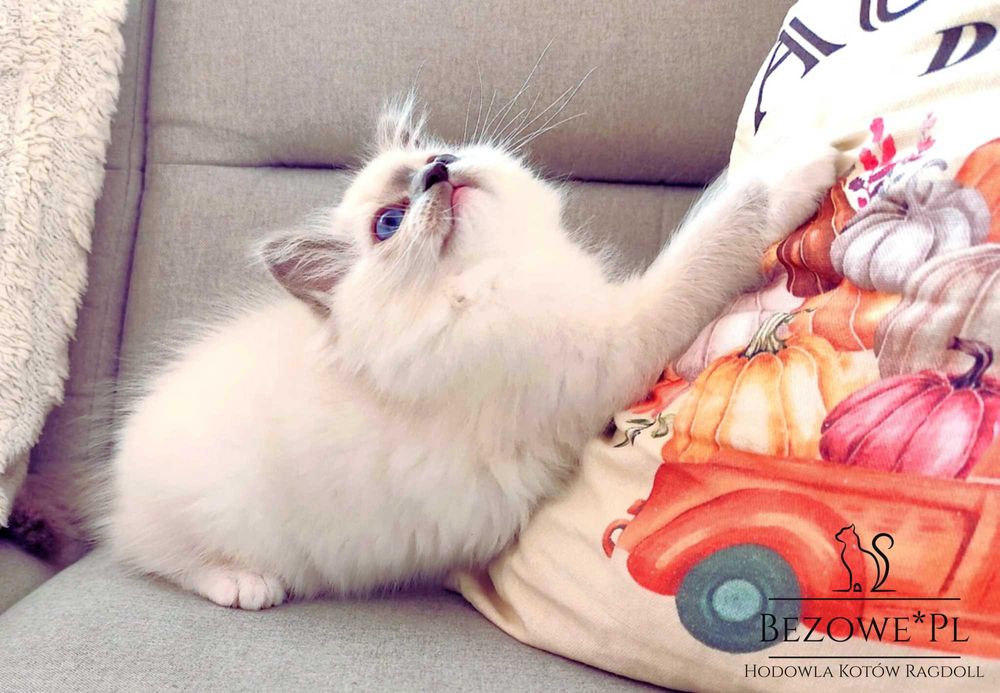 ( Rezerwacja) Ragdoll -kotka blue mitted FPL