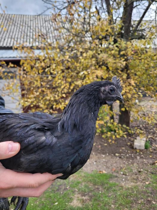 Kogut ayam cemani