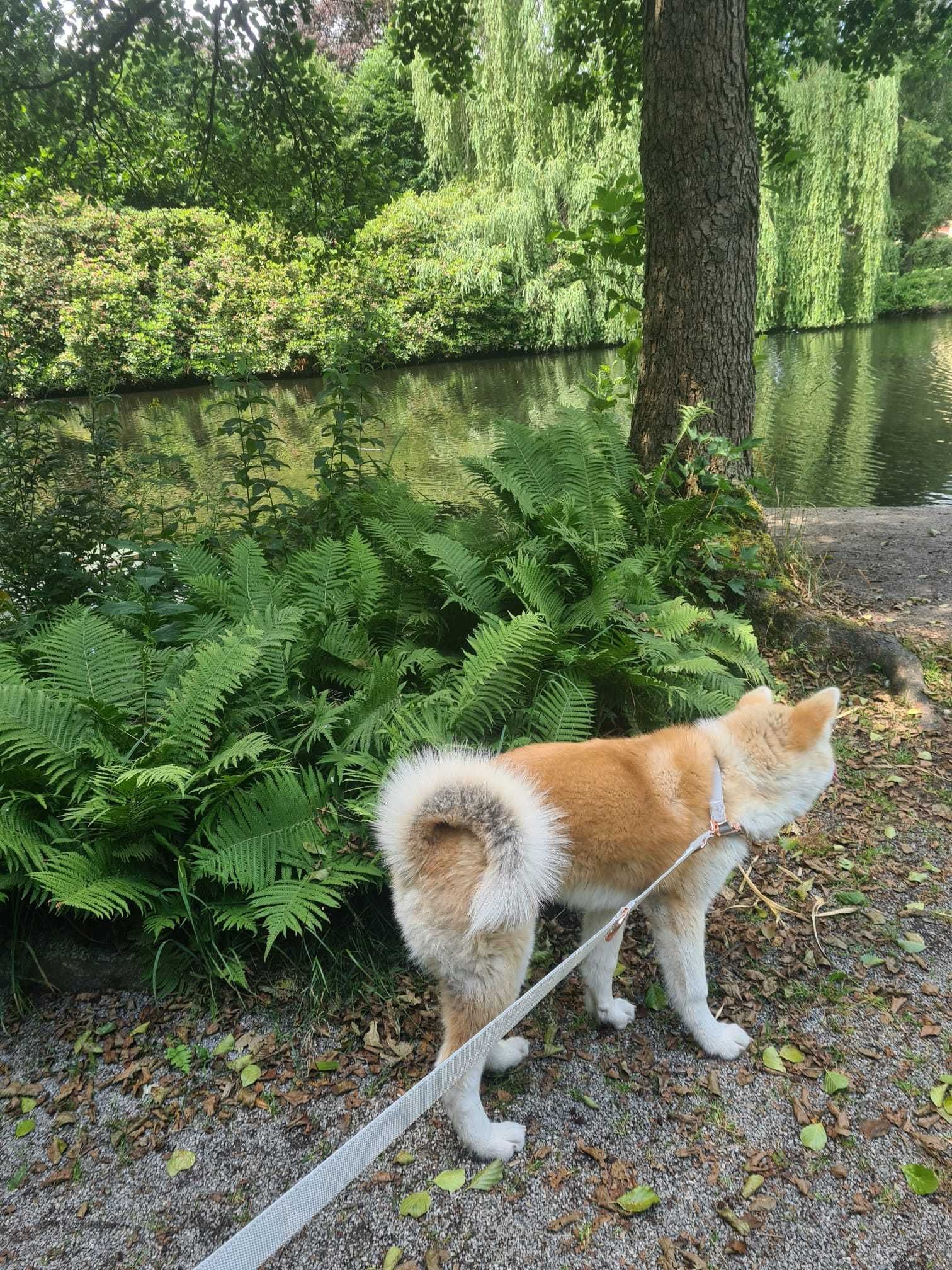 Piękna Akita Inu (japońska), szczenięta ZkwP/FCI *Akicia Ro