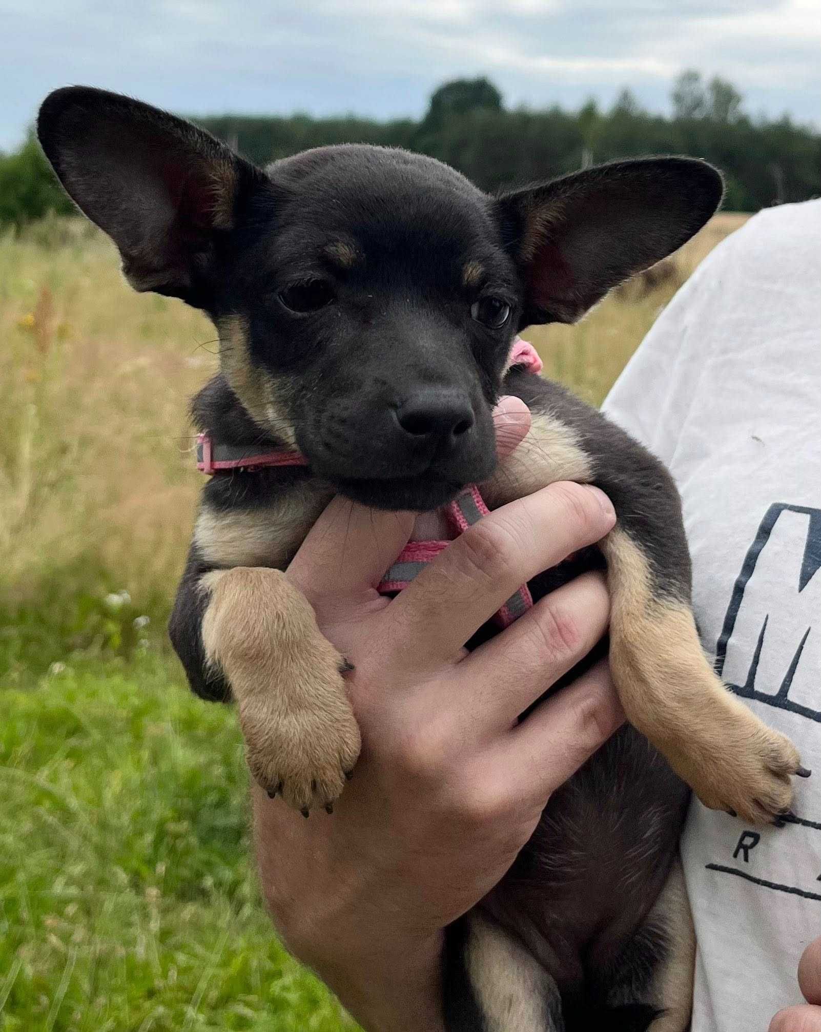 Suczka niewielka szczeniak do adopcji