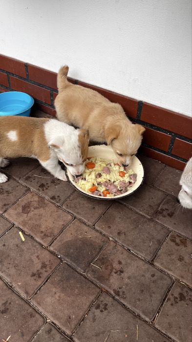 Oddam pieski w dobre ręce