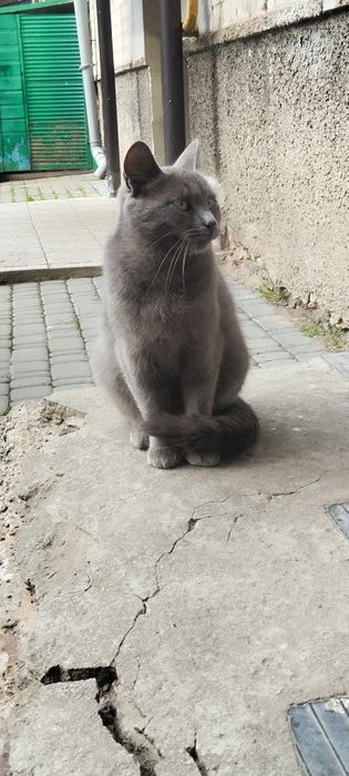 Безкоштовно киця