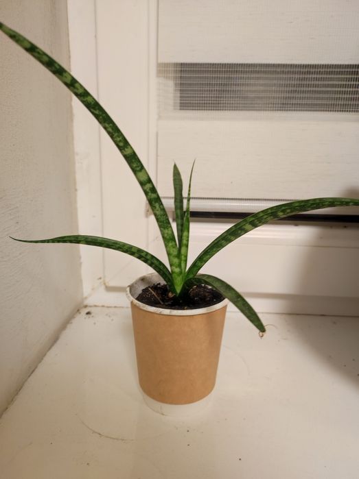 Вазони, сансівієрія муншайн