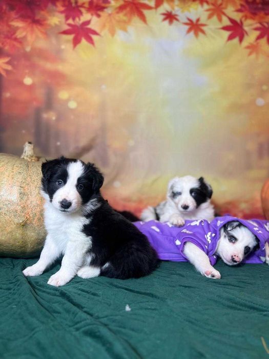 szczeniak Border Collie ZKwP (FCI) czarno-biały