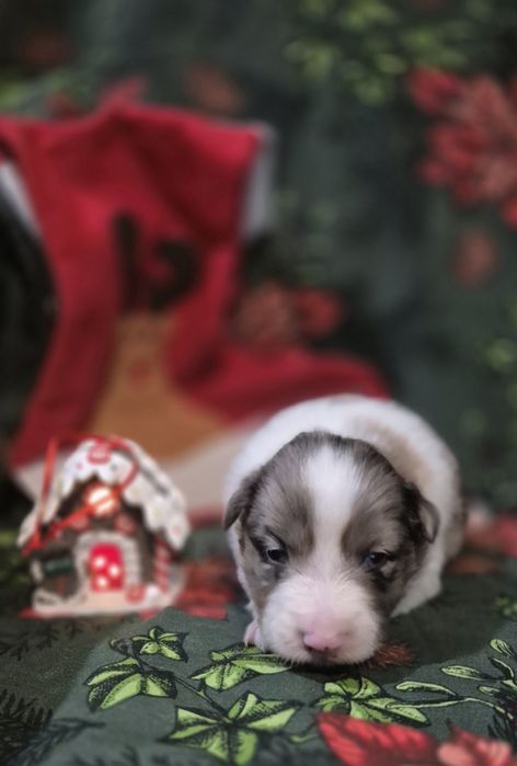 Border collie suczka blue merle