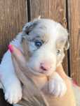 Border collie sunia blue merle tri