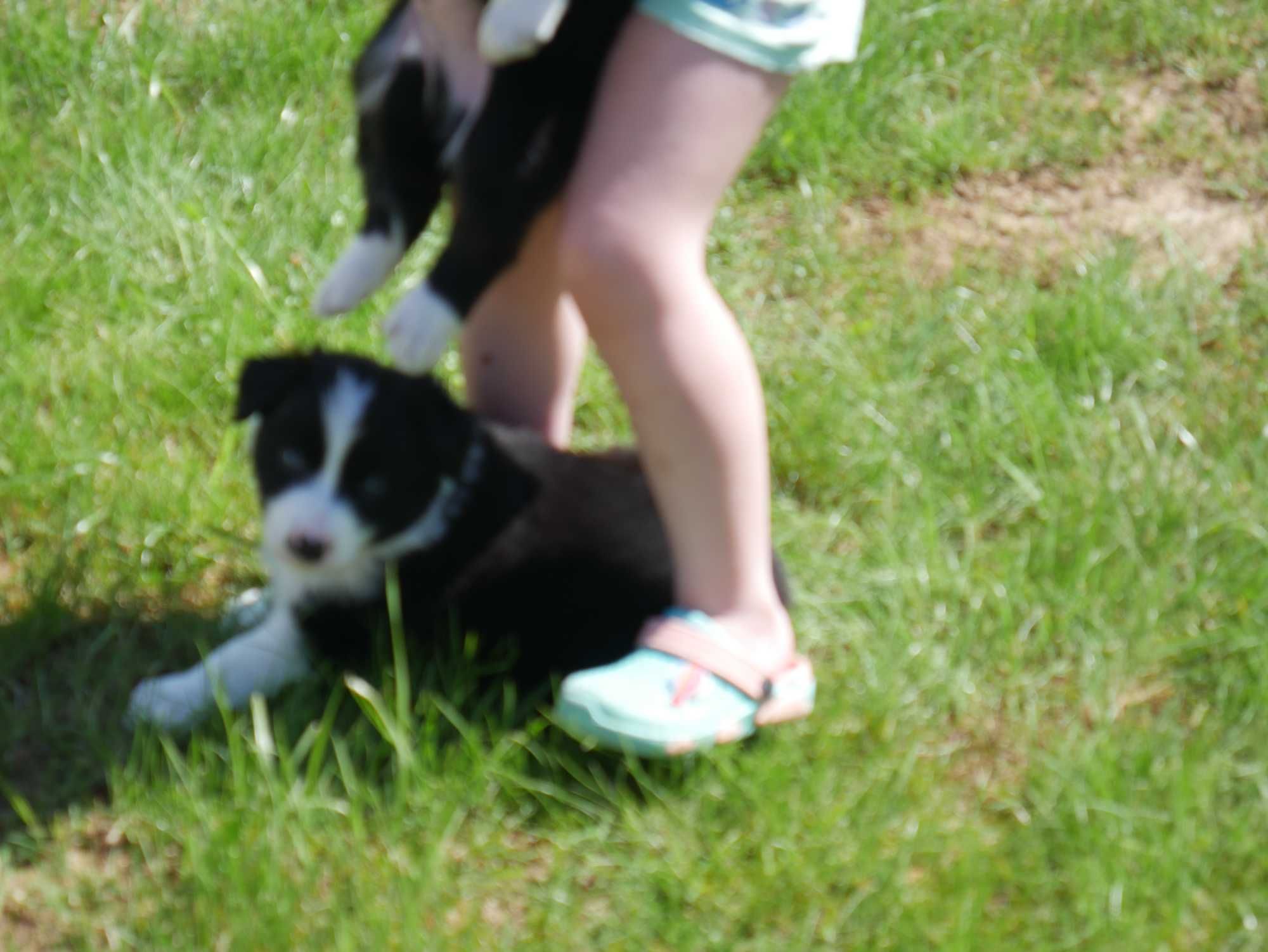 Border Collie chłopak