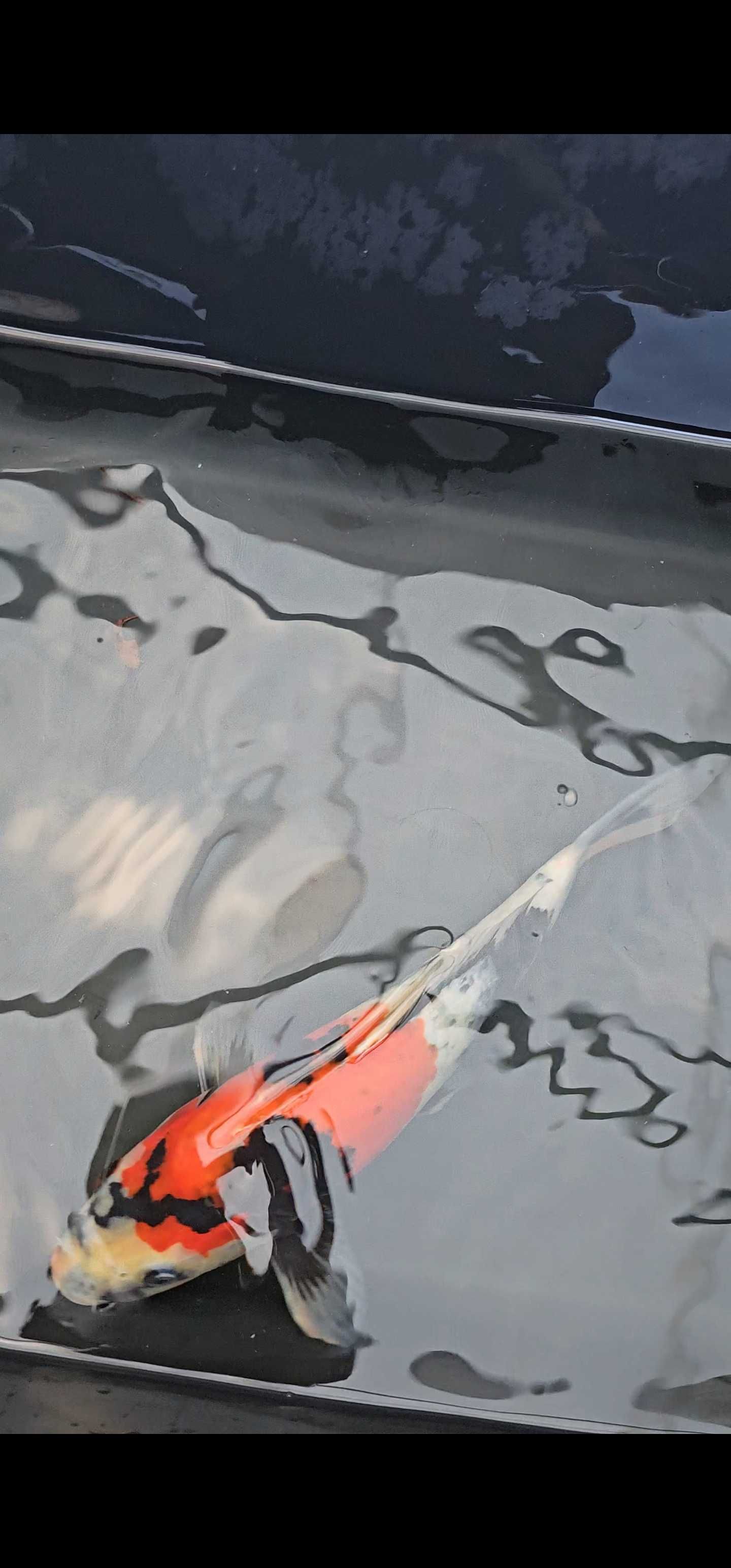 Carpa koi showa 35cm