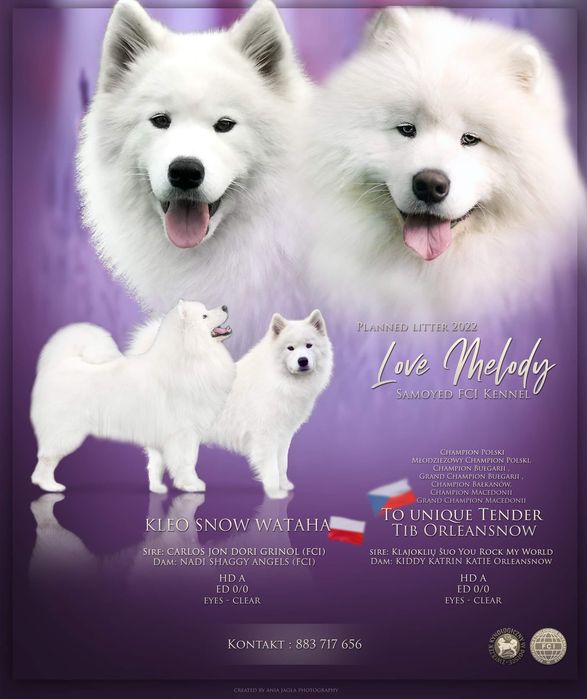 Samoyed ZKwP/Fci SUCZKA O:Import Czech MultiChampion/Samojed szczeniak