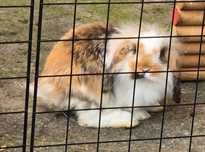 Królik mini lop baranek