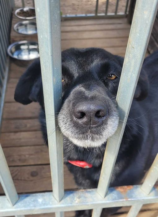 Łagodny, energiczny piesek czeka 3 lata na dom