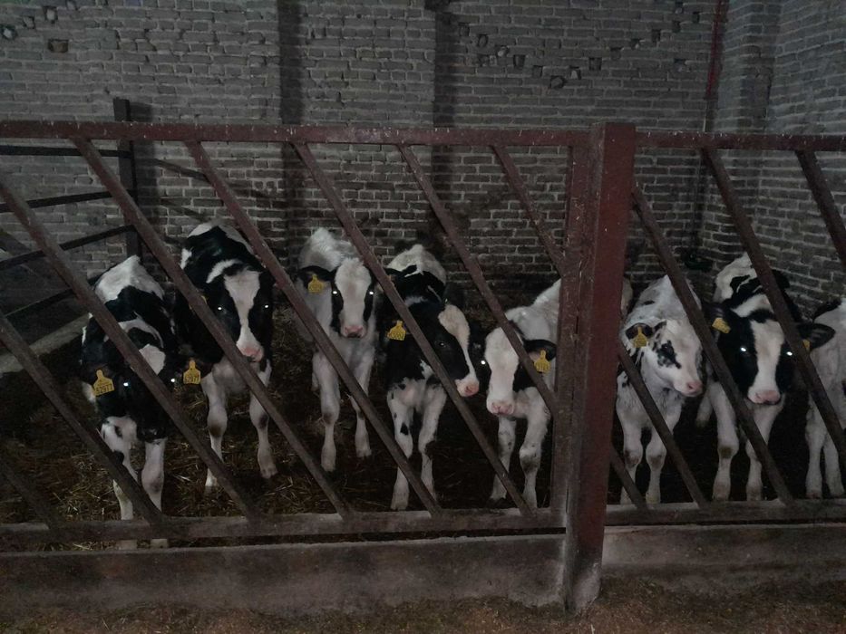 Sprzedam dwie jałoszki hf 4 miesiące