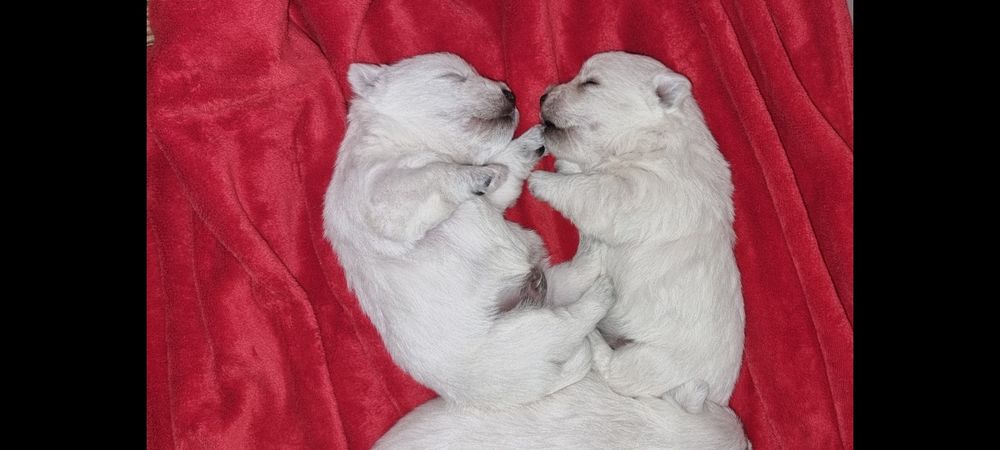 West Highland White Terrier- suczka