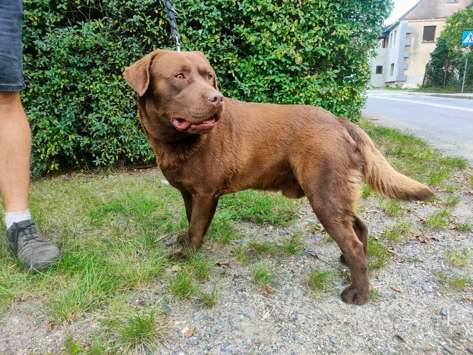 Labrador retriever piesek 2 lata z rodowodem rodowod silny masywny