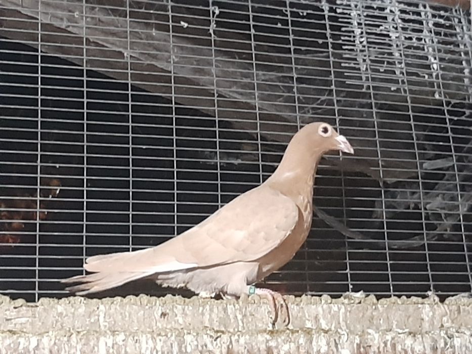 Pombos de linha antiga