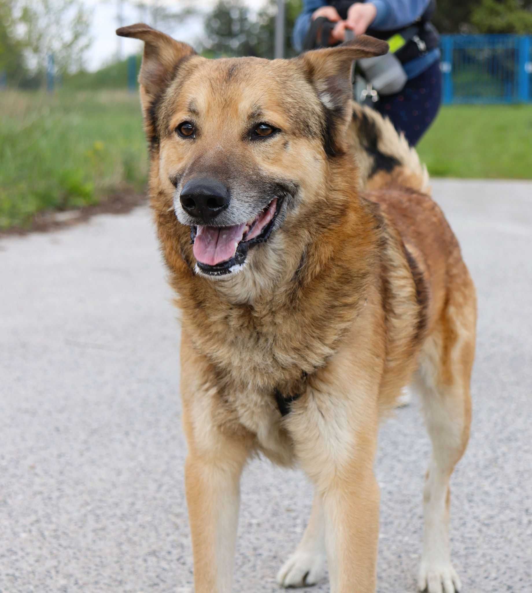 Figo szuka domu adopcja 2 lata przyjazny