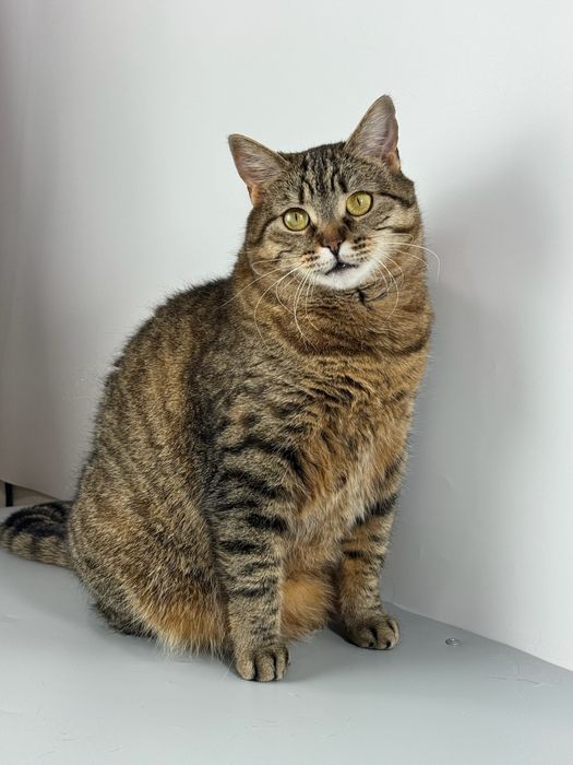 Киця в добрі руки