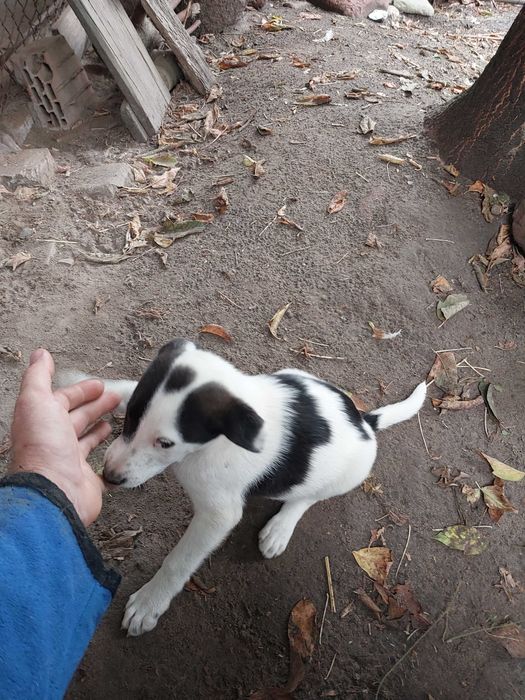 Szczeniak piesek rezerwacja