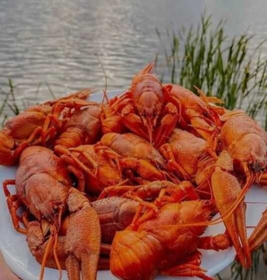 Продам живые раки у нас діють знижки