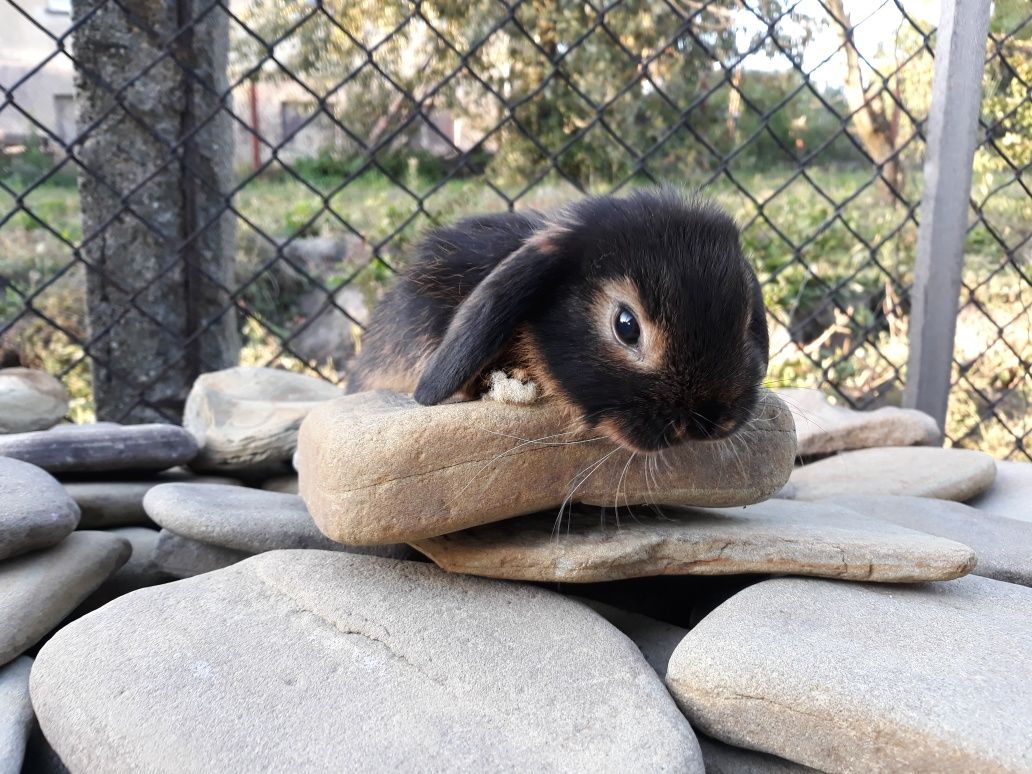 Królik karzełek baranek czarny podpalany mini lop hodowla