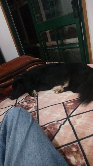 Cão para adoçao urgente