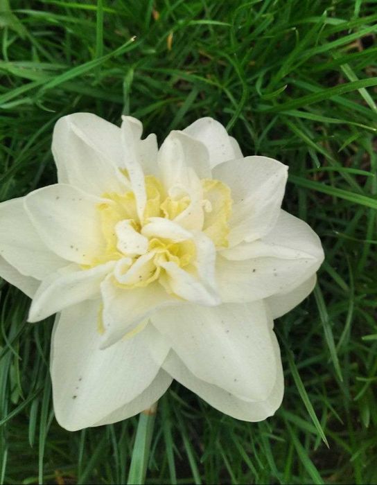 Нарцис сортовий, мікс