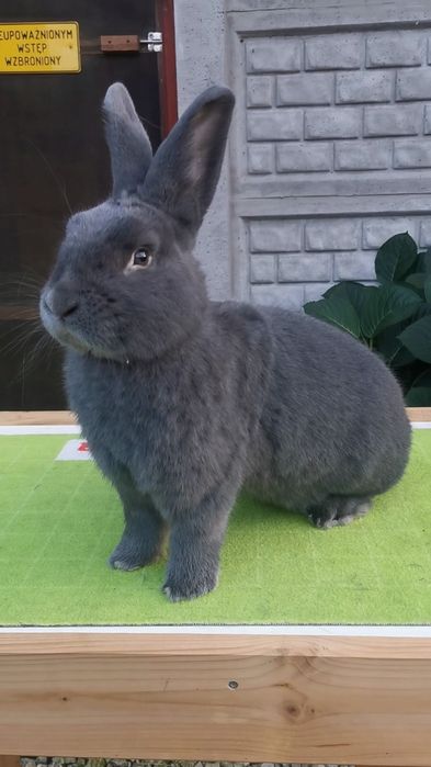 Króliki Wiedeńskie Niebieskie RODOWÓD