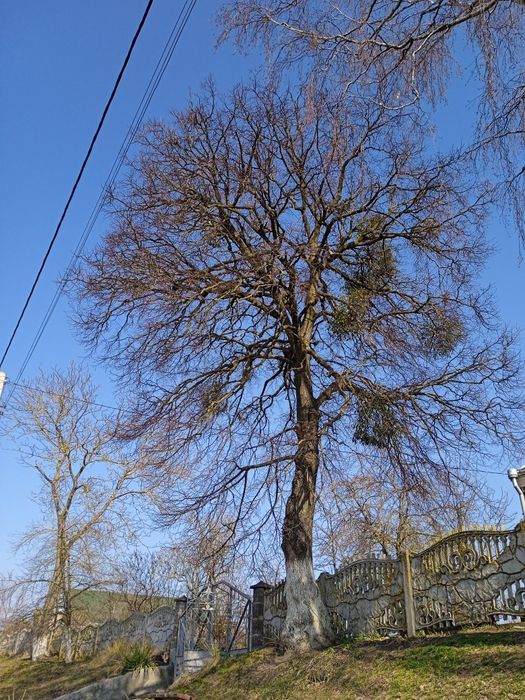 Дерево, деревина, липа самозріз
