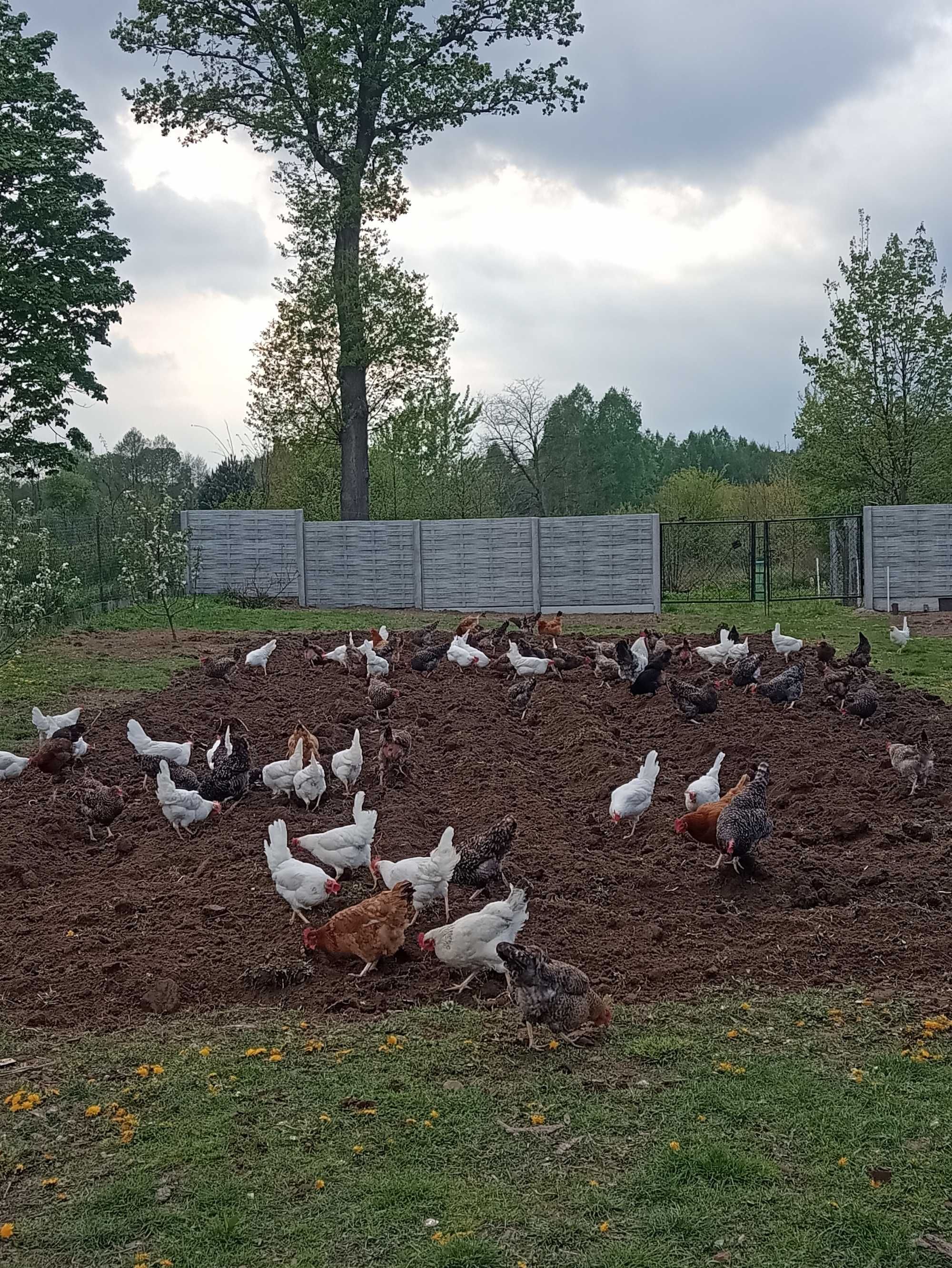 Zdrowe jajka z wiejskiego chowu