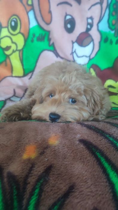 Щенки Мальтипу f1 f2