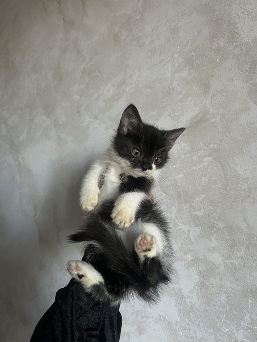БЕЗКОШТОВНО!Віддам розумного,ручного котика