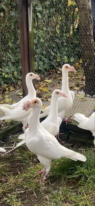 Gołębie kariery białe