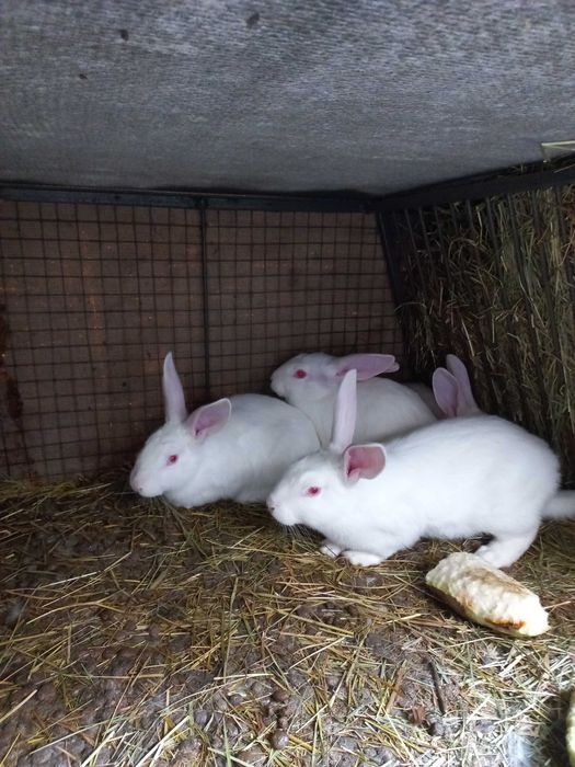 Продам кролі Полтавське срібло самки і самці