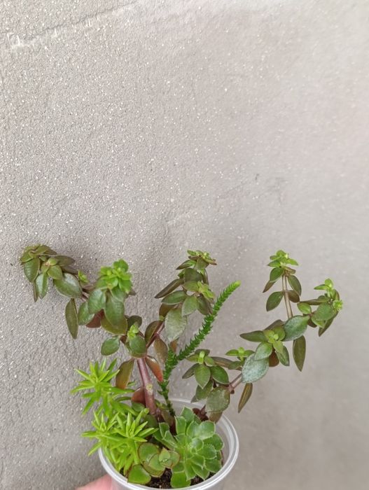 Продаж кімнатних сукулентів