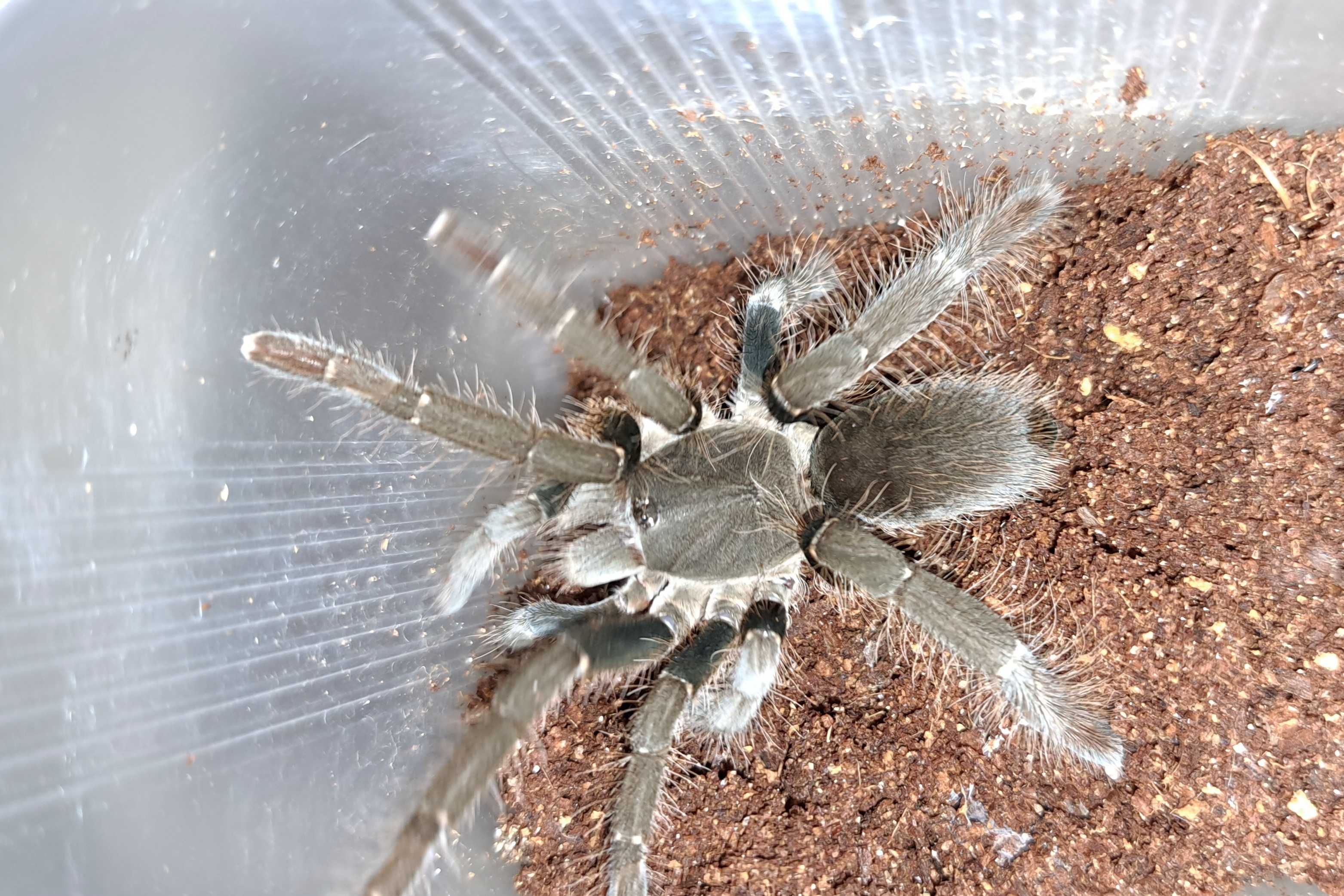 Hysterocrates gigas SAMICA 4,5DC